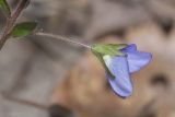 Veronica umbrosa