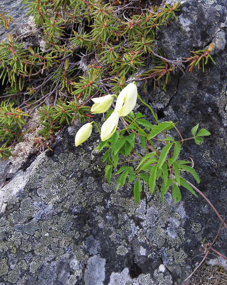 Image of Atragene sibirica specimen.