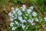 Myosotis sylvatica. Верхушки цветущих растений. Московская обл., Павлово-Посадский ГО, г. Электрогорск, ул. Ленина, периодически окашиваемый луг. 18.05.2025.