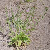 Centaurea trichocephala