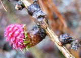 Larix sibirica