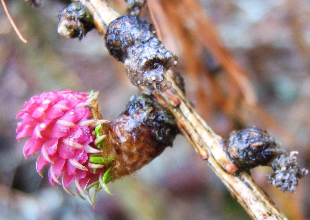 Image of Larix sibirica specimen.
