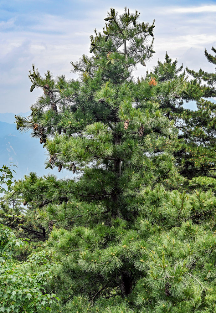 Изображение особи Pinus armandii.