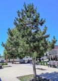 genus Pinus