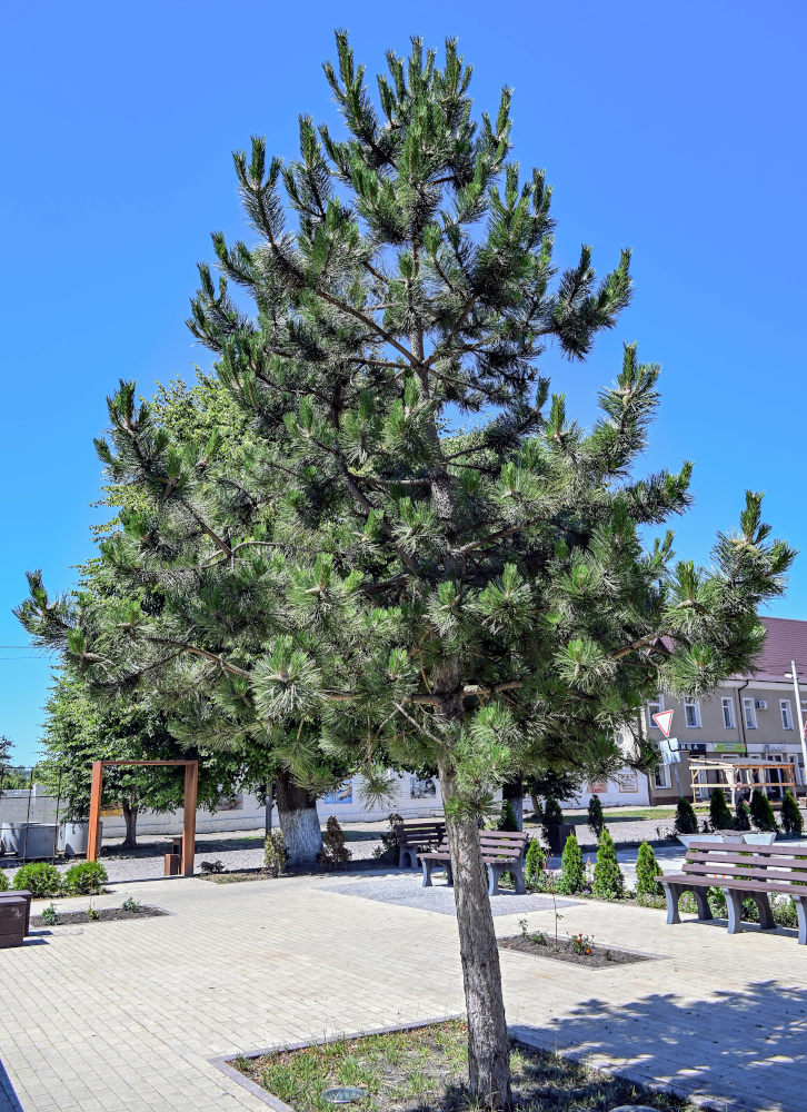 Изображение особи род Pinus.