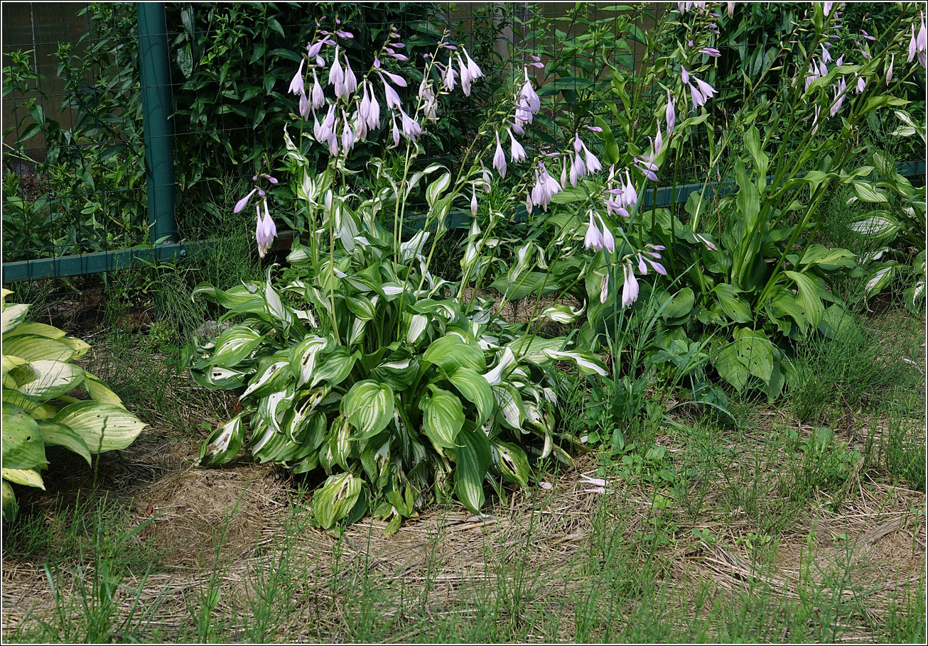 Изображение особи род Hosta.