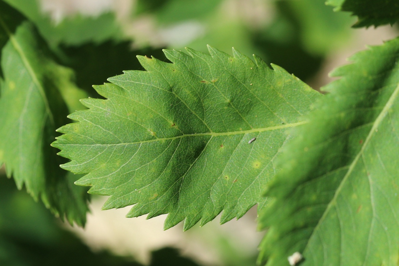 Image of Spiraea latifolia specimen.