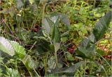 Betonica officinalis. Развивающееся растение. Московская обл., Раменский р-н, окр. ж.-д. платформы Хрипань, просека в смешанном лесу. 05.05.2025.
