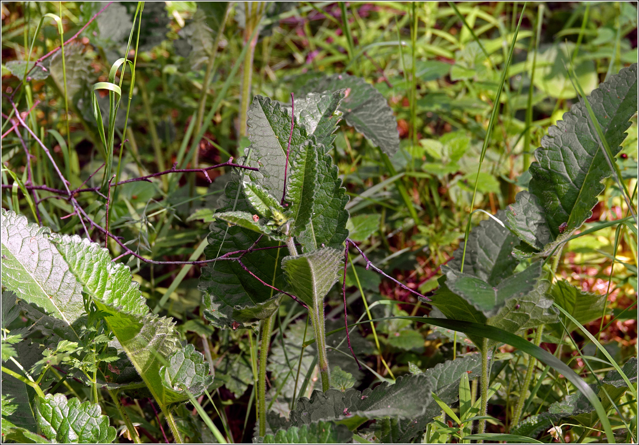 Image of Betonica officinalis specimen.