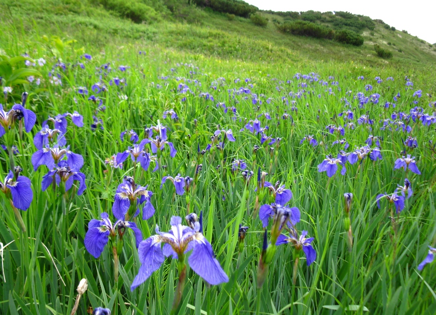 Image of Iris setosa specimen.
