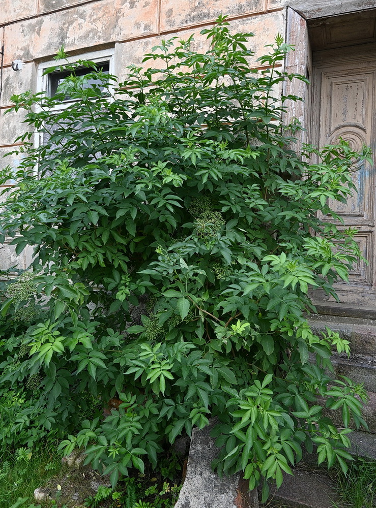 Image of Sambucus nigra specimen.