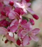 Malus niedzwetzkyana. Цветки. ЛНР, Луганск, аграрный университет, у площадки по минифутболу. 22.04.2025.