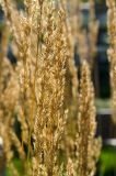 род Calamagrostis