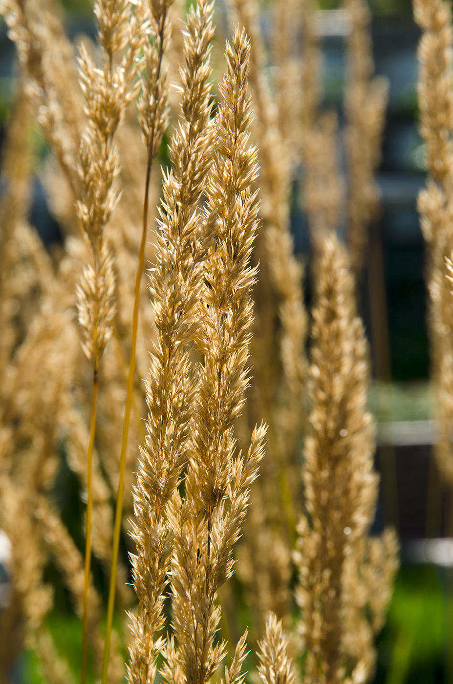 Изображение особи род Calamagrostis.
