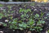 Cardamine occulta
