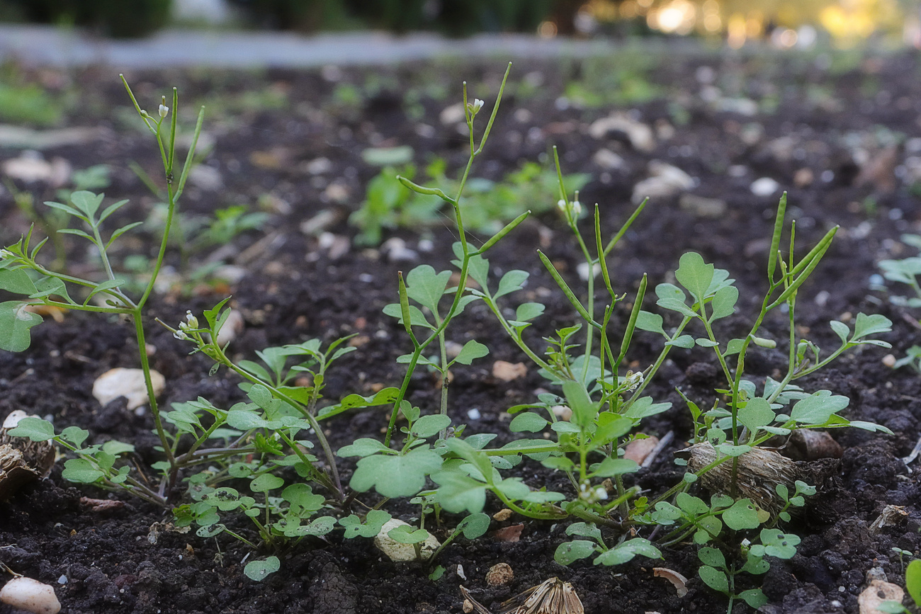 Изображение особи Cardamine occulta.