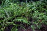 Pteridium aquilinum. Вегетирующие растения. Португалия, о-в Мадейра, национальный парк \"Фанал\", ≈ 1000 м н.у.м., опушка лаврового леса. 21.08.2025.