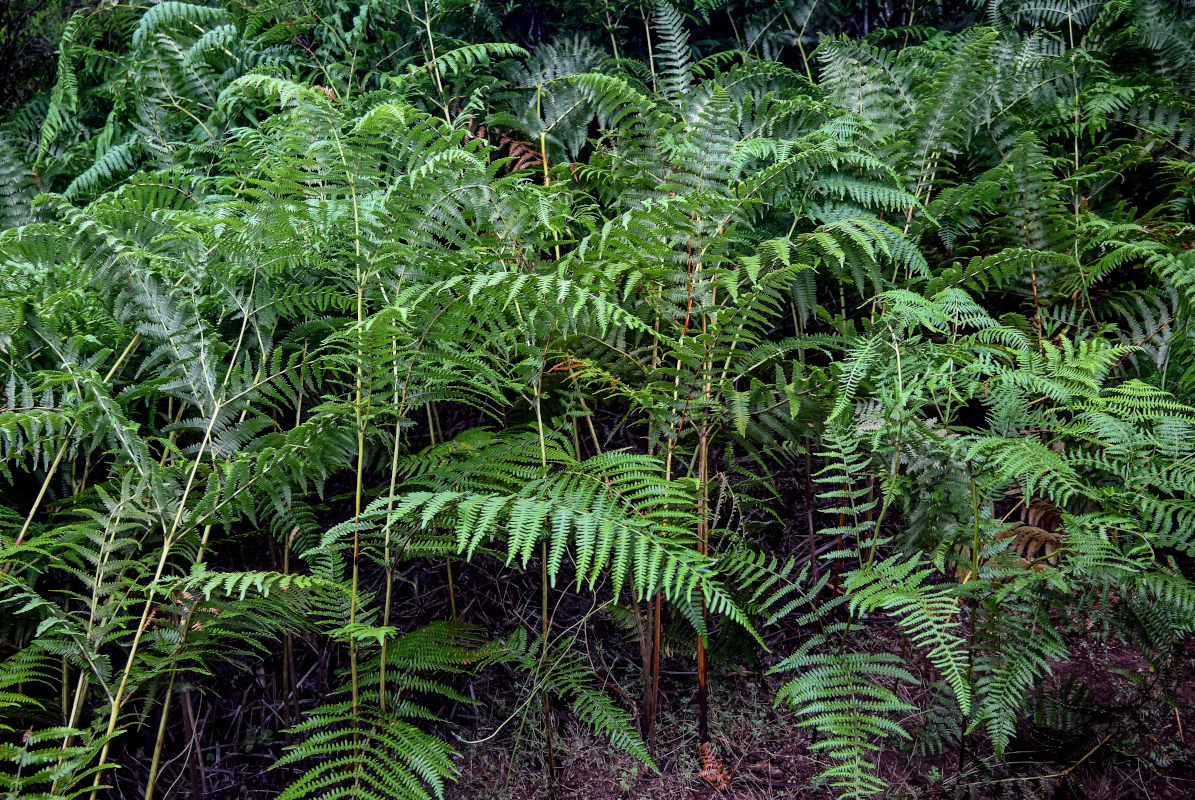 Изображение особи Pteridium aquilinum.