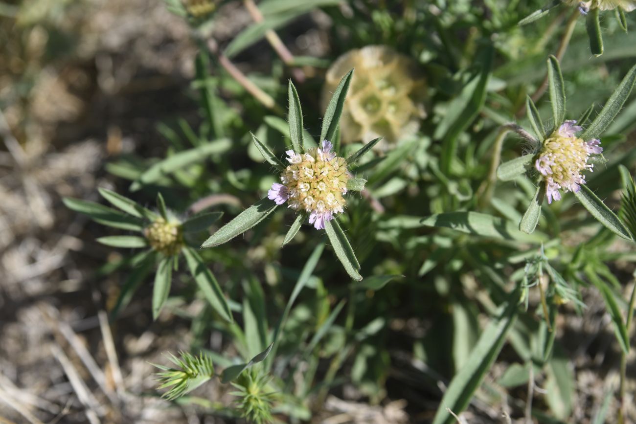 Изображение особи семейство Dipsacaceae.