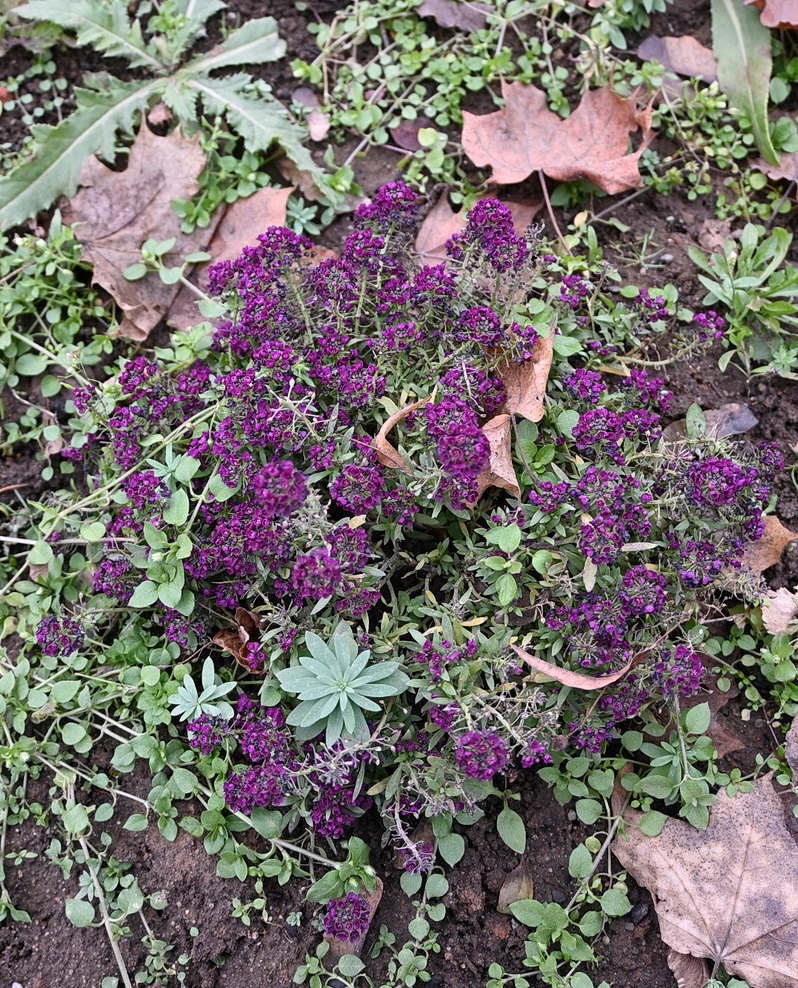 Изображение особи Lobularia maritima.