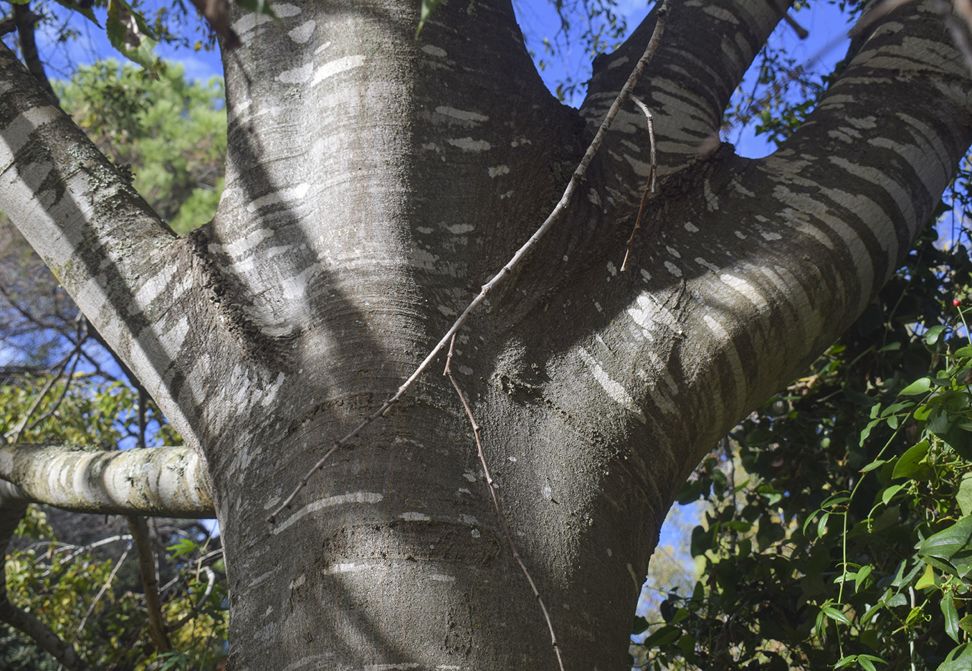 Изображение особи Celtis australis.