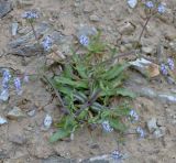 genus Valerianella