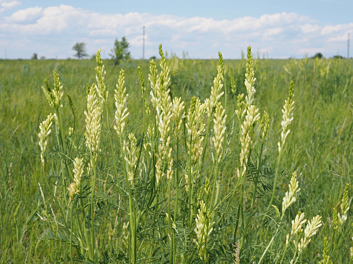 Image of Astragalus asper specimen.