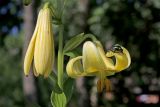 Lilium monadelphum