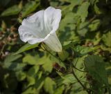 Calystegia silvatica. Цветок. Абхазия, Гагрский р-н, с. Лдзаа, пустырь. 09.06.2025.