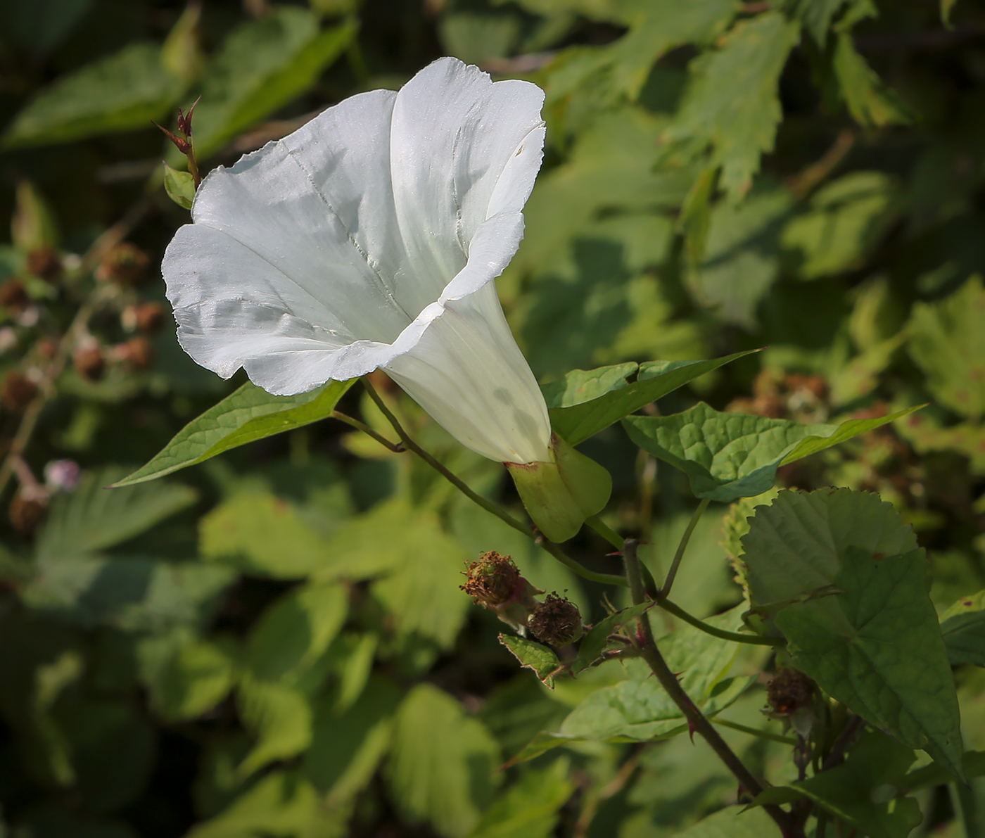 Image of Calystegia silvatica specimen.