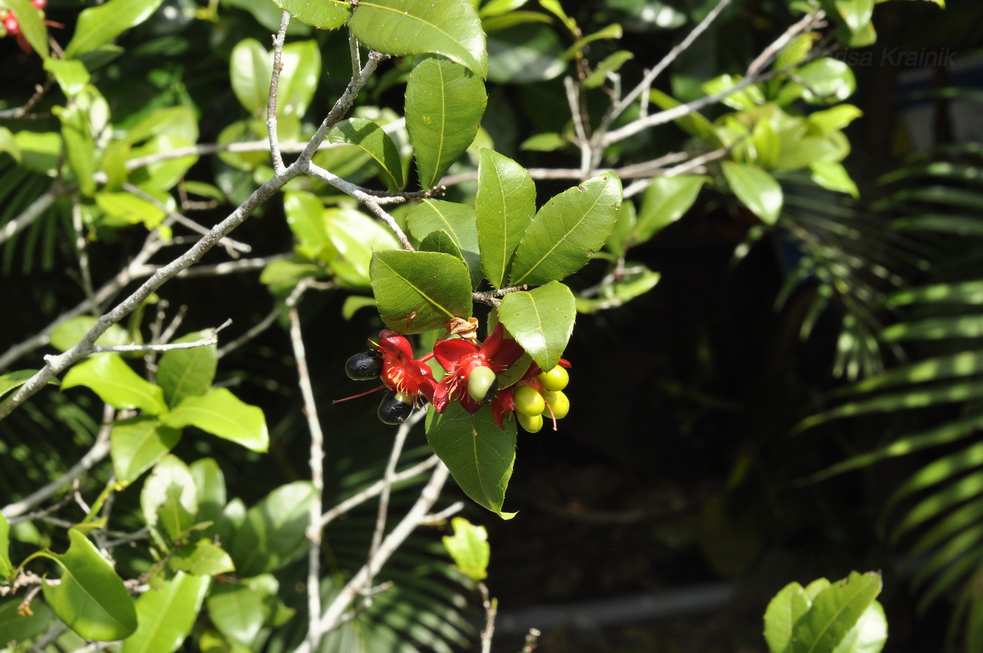 Изображение особи Ochna serrulata.