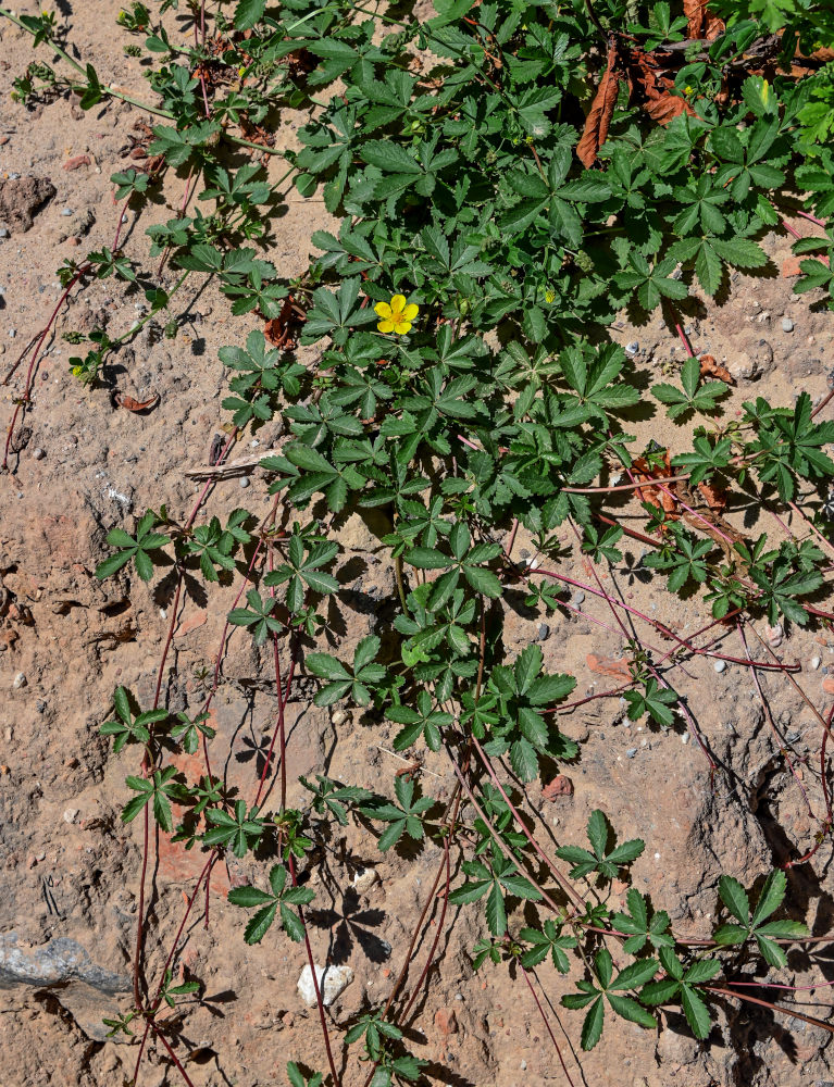 Image of Potentilla reptans specimen.