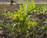 род Gagea. Цветущее растение. Пермь, Свердловский р-н, на заросшем газоне. 22 апреля 2025 г.