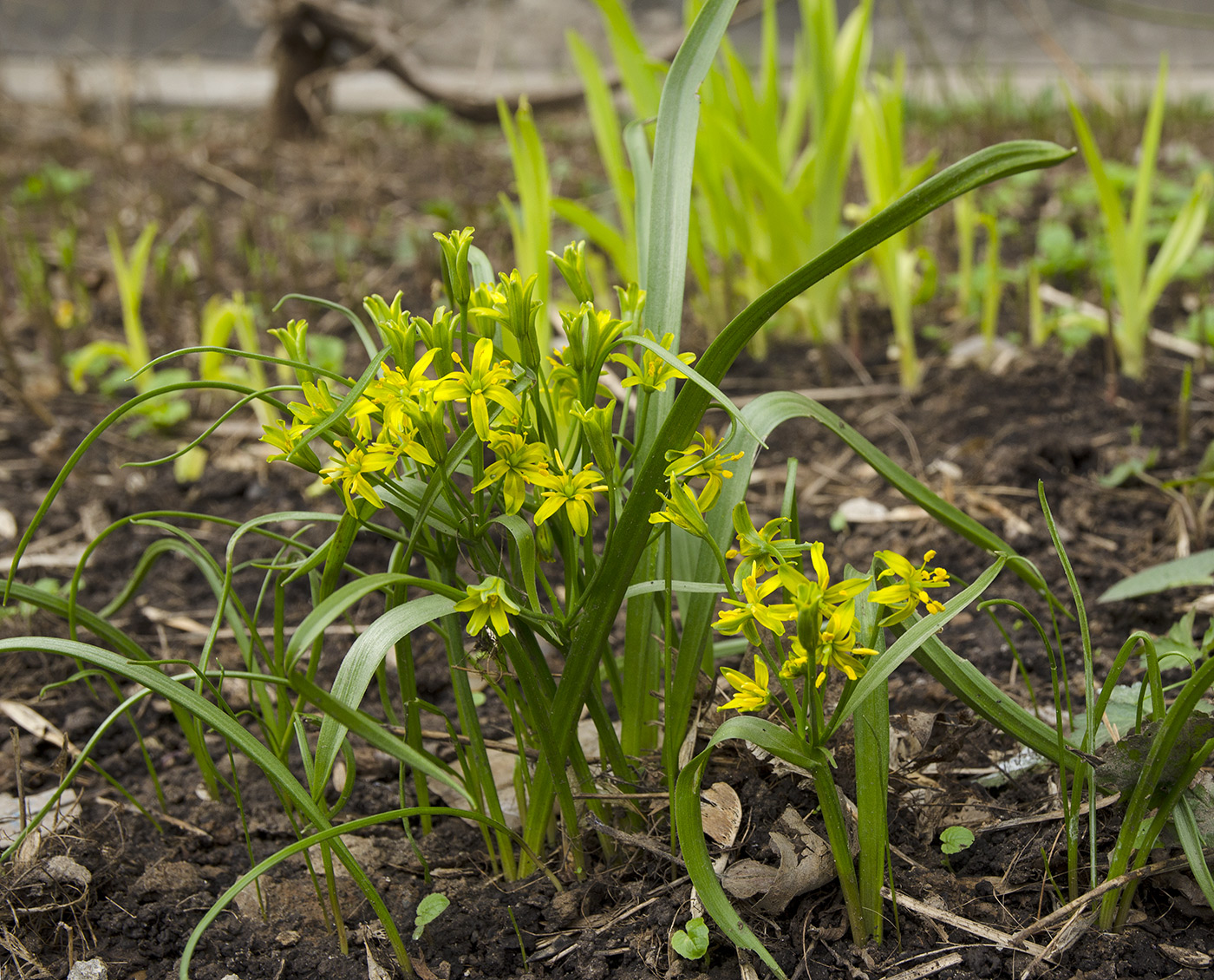 Изображение особи род Gagea.