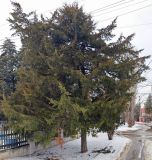 Изображение особи. Автор - Александр Бодреев