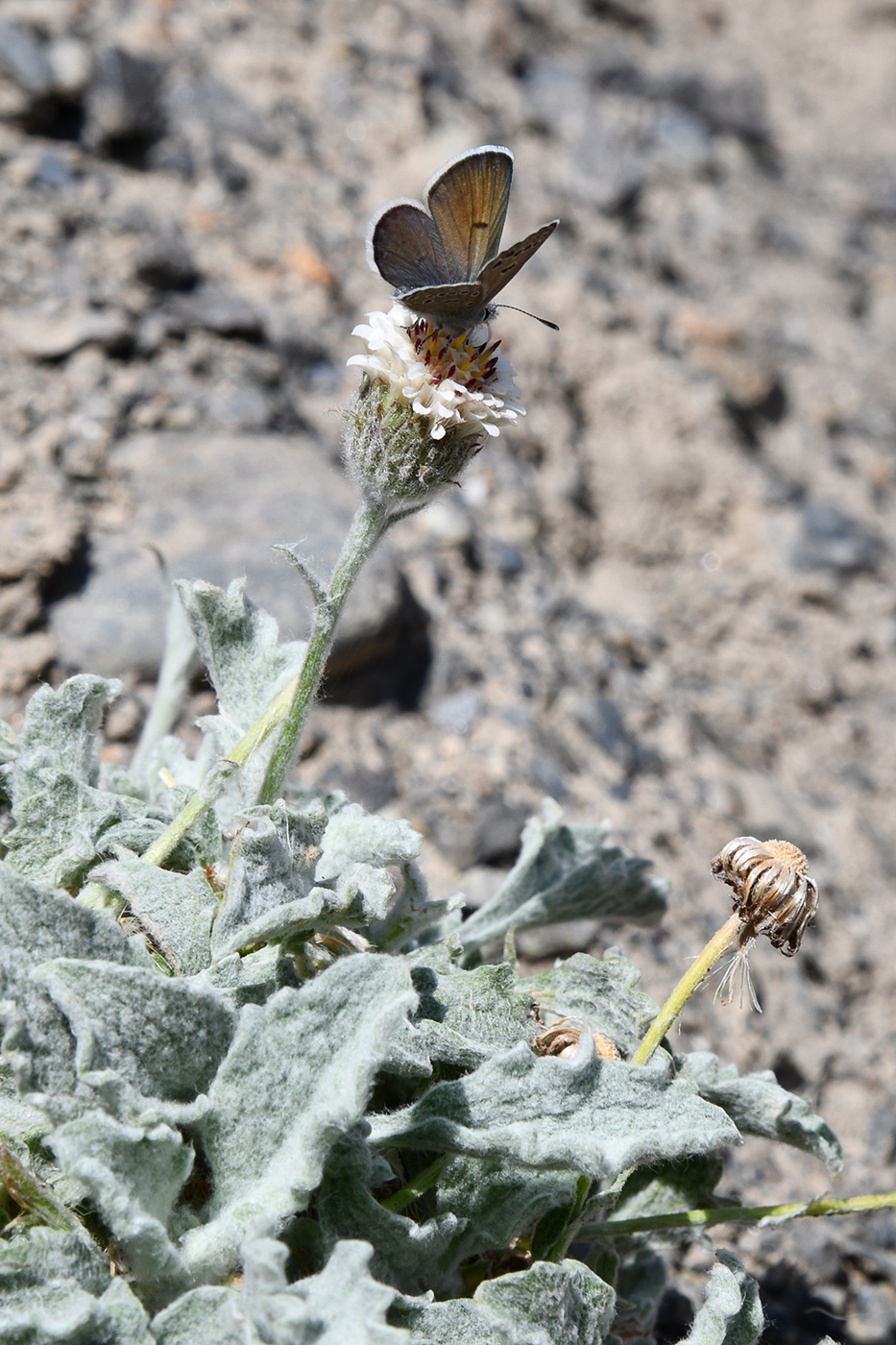 Image of Erigeron andryaloides specimen.