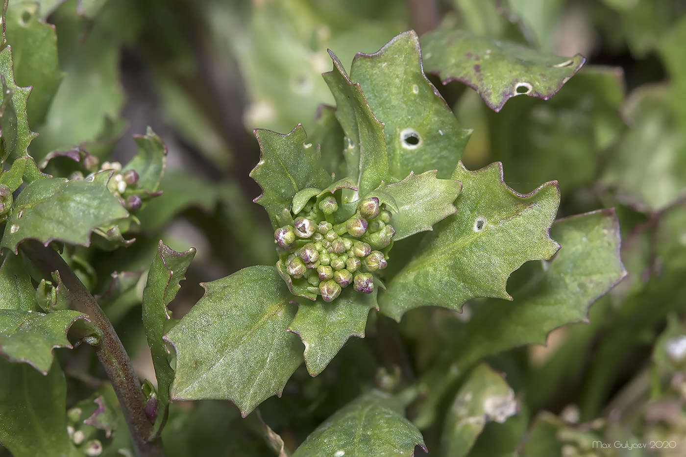 Изображение особи Calepina irregularis.