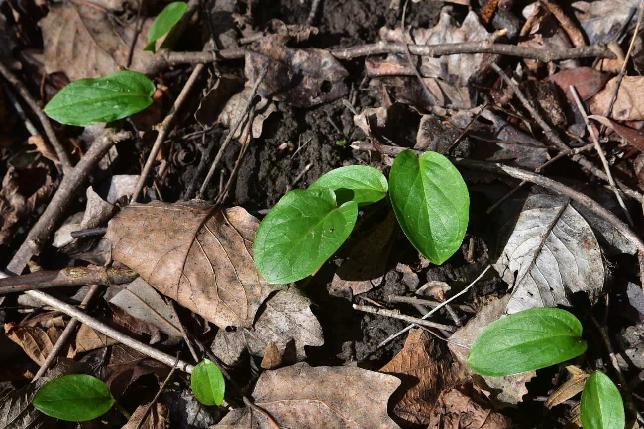 Image of Unknown species specimen.