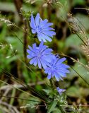 Cichorium intybus. Соцветия. Тульская обл., Заокский р-н, окр. с. Дмитриевское, залежь. 07.09.2025.