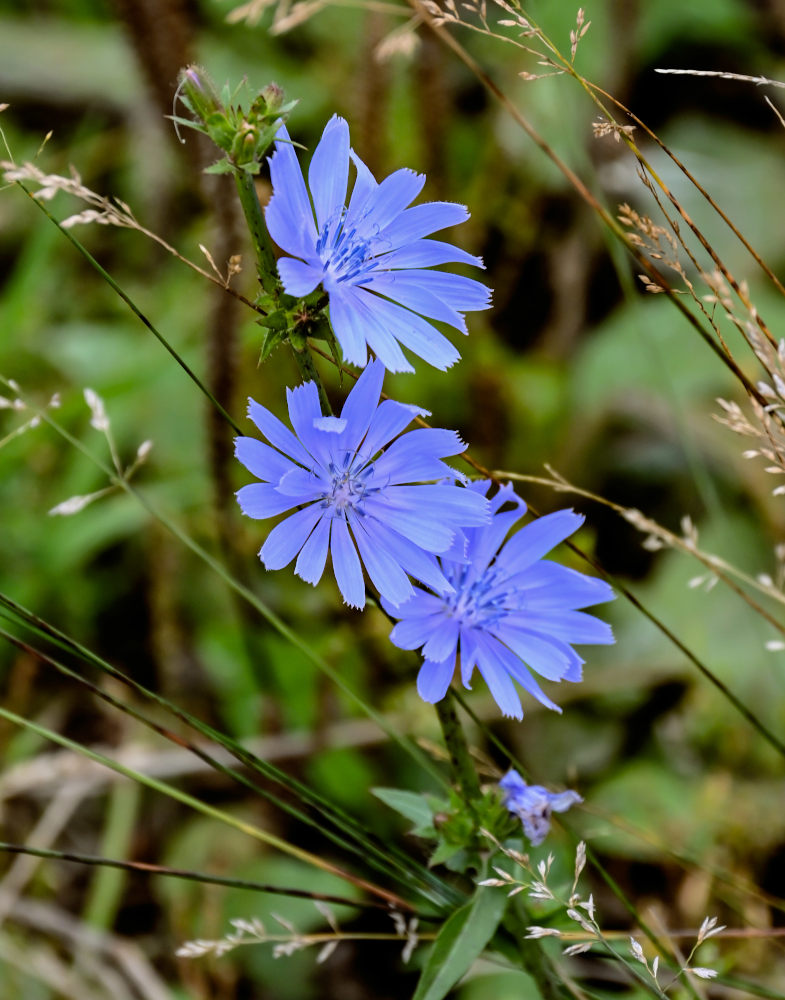 Изображение особи Cichorium intybus.