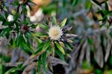 Carlina salicifolia