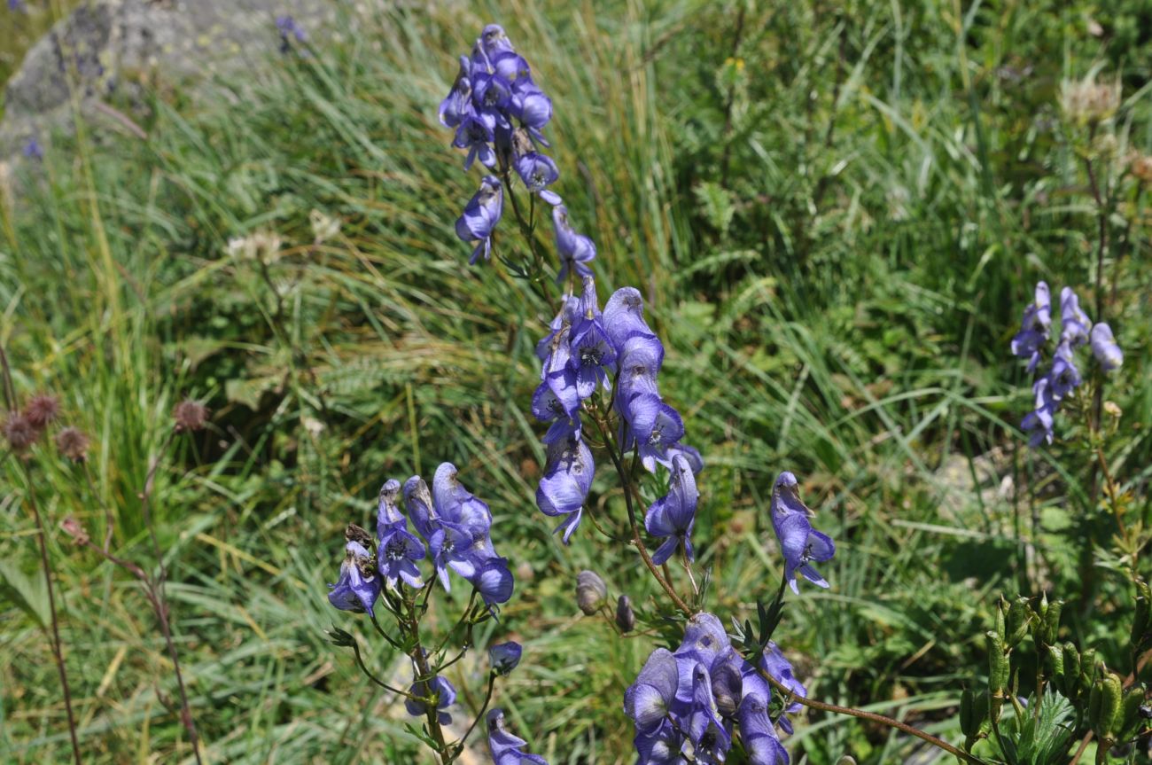 Image of Aconitum cymbulatum specimen.