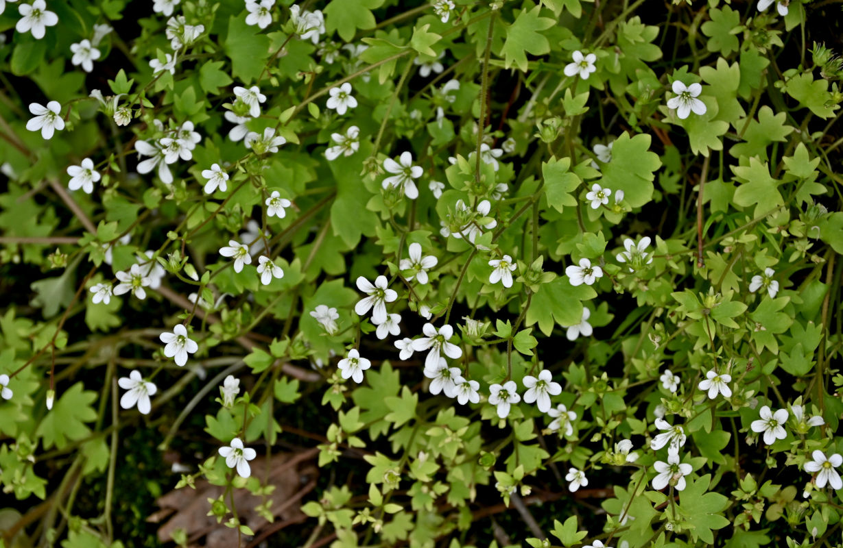 Изображение особи Saxifraga granulifera.
