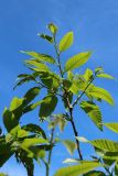 Смотреть изображение Castanea sativa