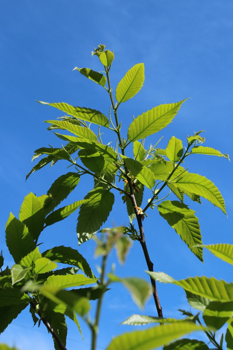 Изображение особи Castanea sativa.