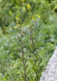 Sisymbrium luteum. Верхушки цветущих растений. Приморский край, Лазовский р-н, окр. дер. Глазковка вблизи мыса Кит, нижняя часть травяного склона у моря. 14.06.2026.