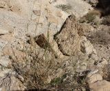 Panicum turgidum. Отплодоносивший куст на дне долины временного водотока (вади). Израиль, Иудейская пустыня, склон к Мёртвому морю. 21.02.2011.