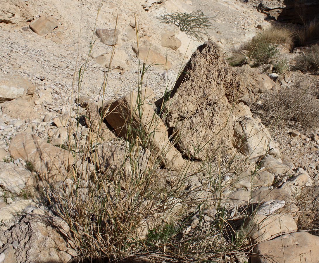 Изображение особи Panicum turgidum.