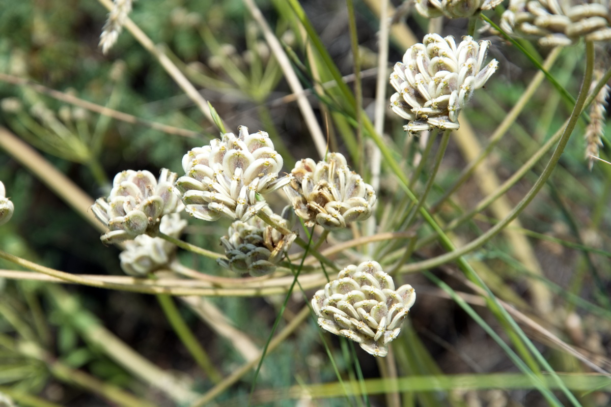 Изображение особи семейство Apiaceae.