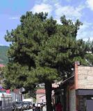 Pinus eldarica